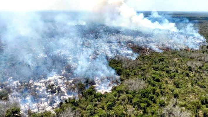 Denuncian devastación de 900 hectáreas de selva y amenazas a ejidatarios